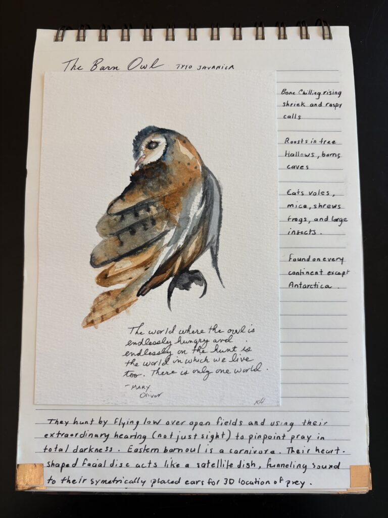 The Barn Owl (Tyto alba)