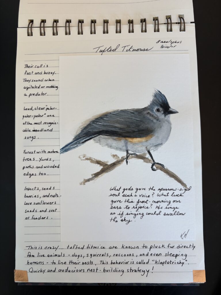 The Tufted Titmouse (Baeolophus bicolor)