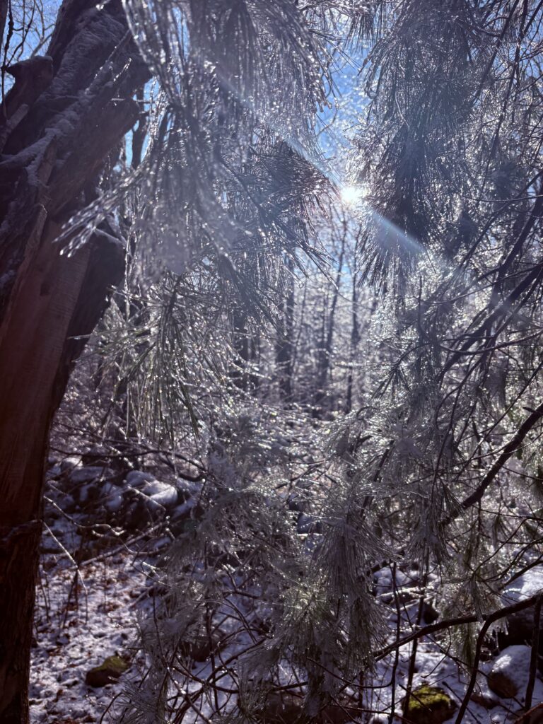 In the Woods